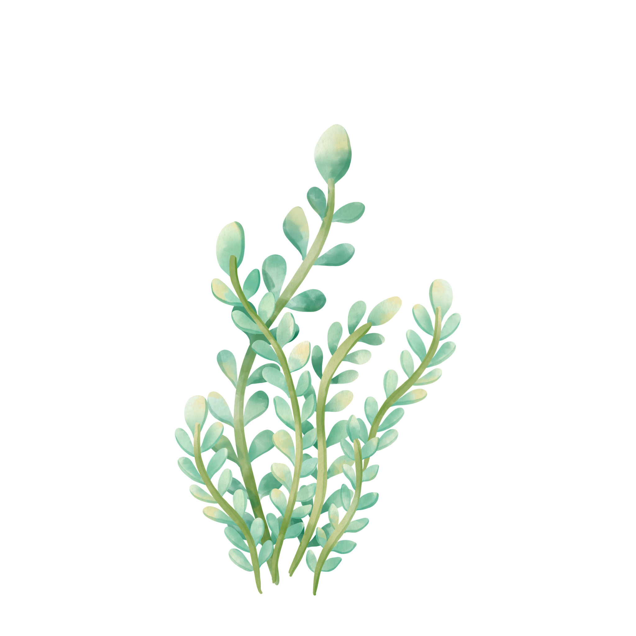 Oceanic - Medium Green Coral - 65cm Standing