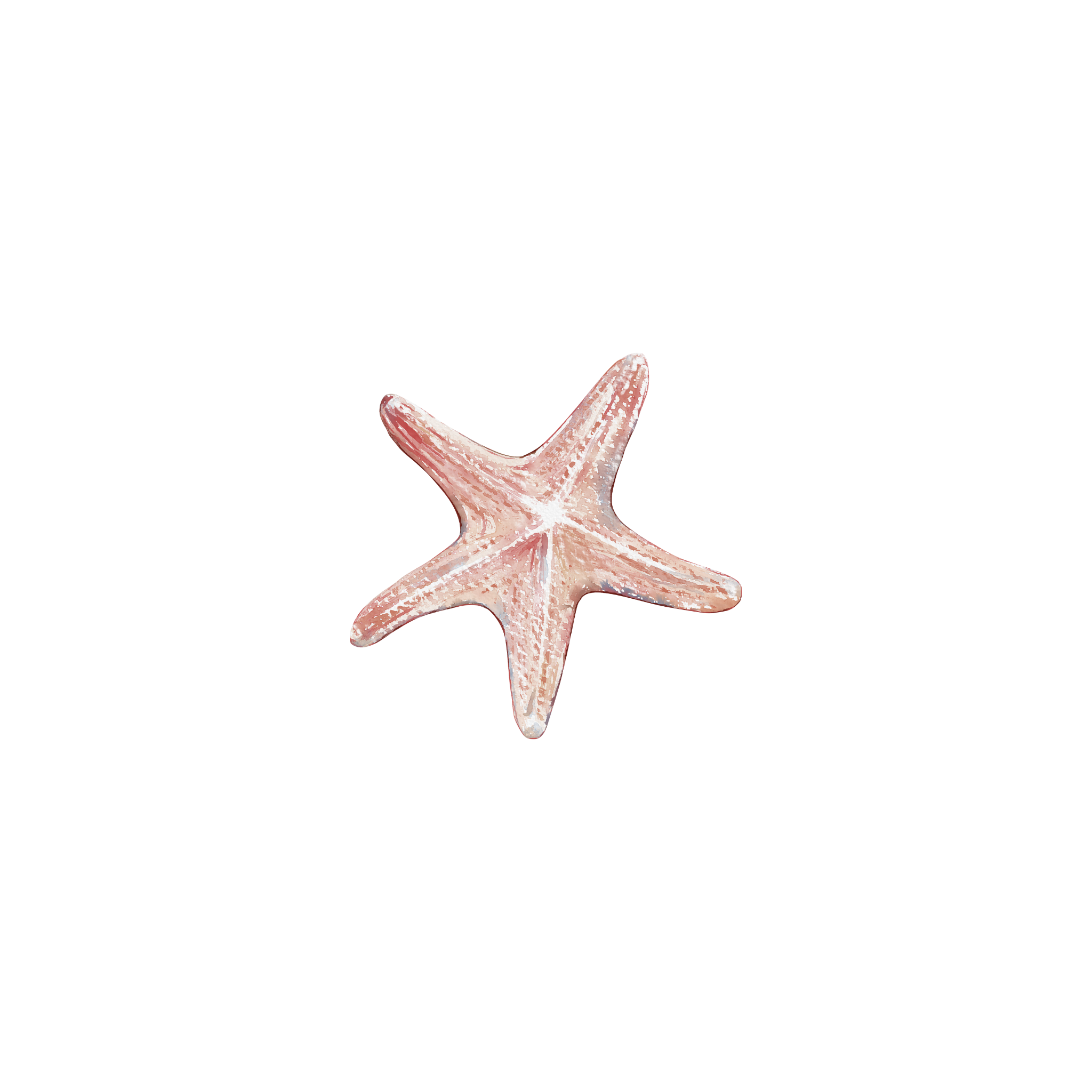 Oceanic - Cream Starfish - 20cm Long